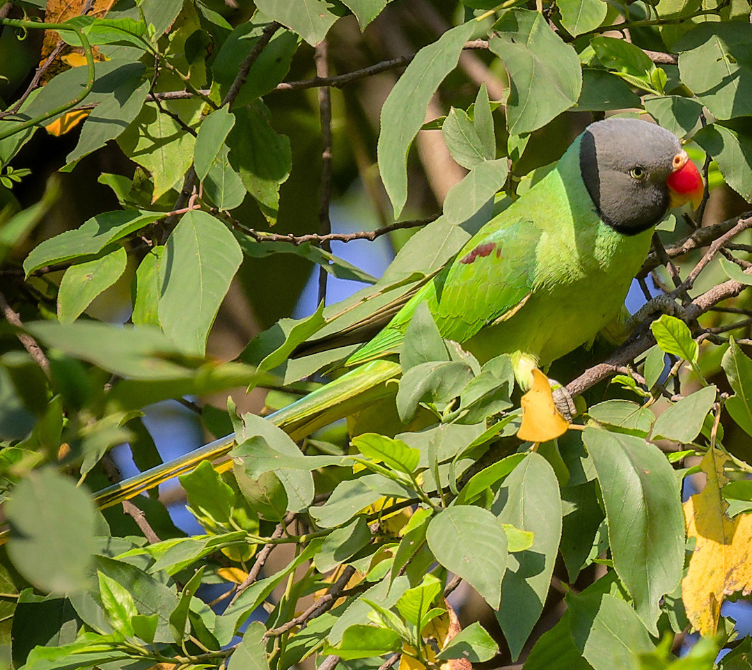 image Slaty-headed Parakeet